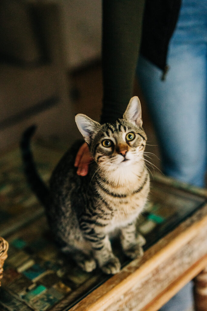 Tabby cat sitting on a wooden surface indoors, looking up at the camera in soft natural light.