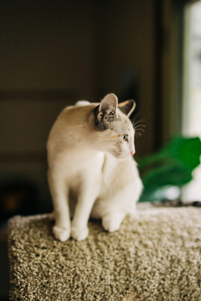 Light-colored cat standing on a carpeted ledge, looking to the side near a window inside a home.