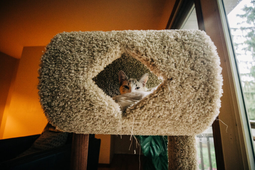 Cat resting inside a carpeted cat tree near a window, partially hidden and looking outward.