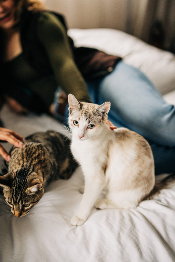 Two cats standing on a white bed in the foreground while a couple relaxes behind them, slightly out of focus.