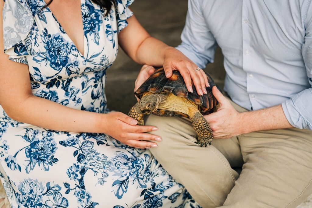Close-up of an engagement ring as the couple gently holds their tortoise during their engagement photos.
