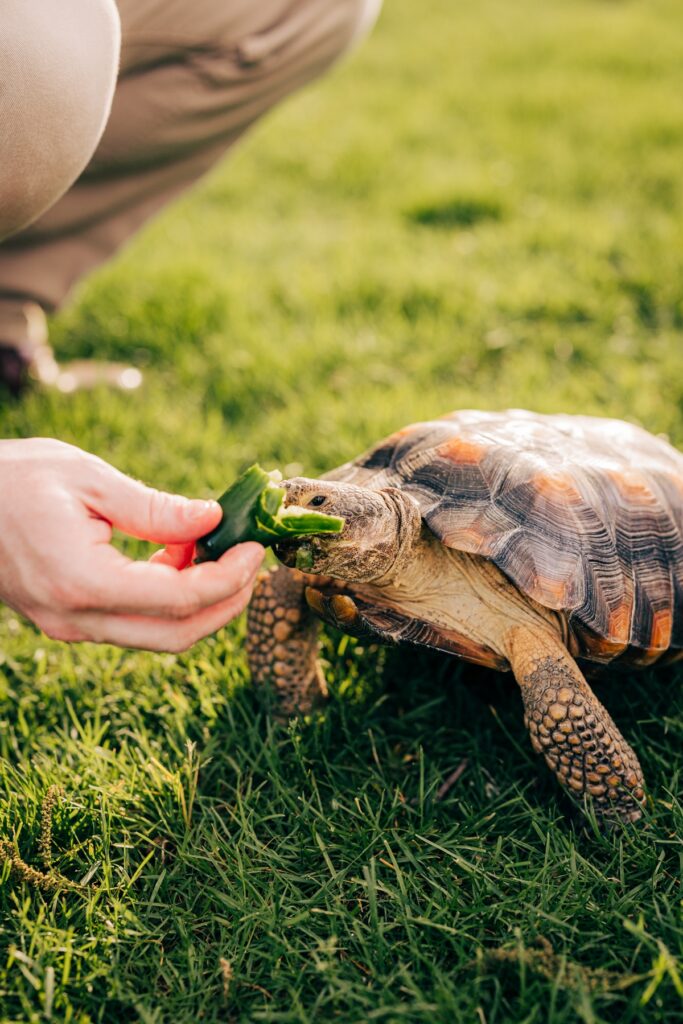 Hand feeding a tortoise a slice of cucumber on green grass during a playful outdoor engagement session.