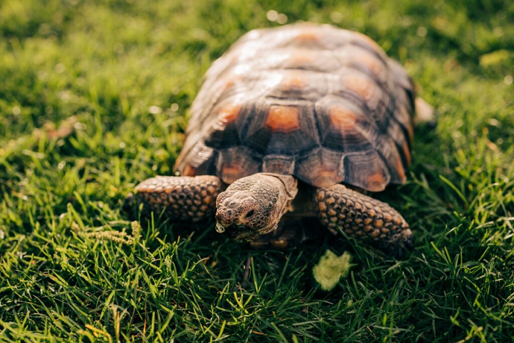 Close-up of a tortoise walking through lush green grass during an outdoor engagement session.