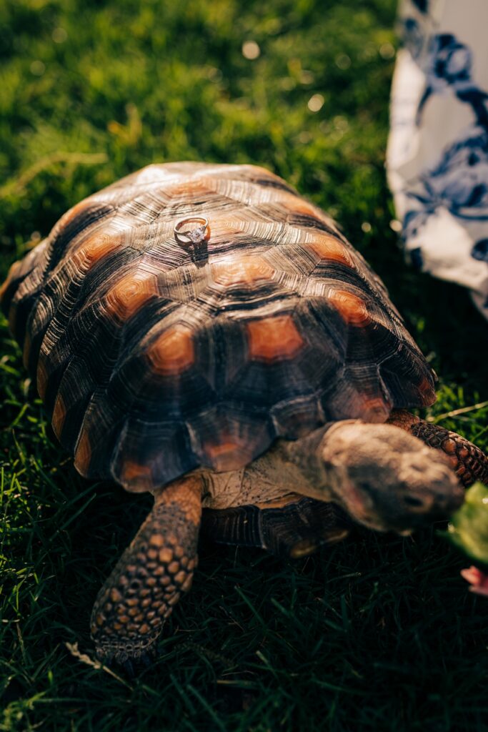 Diamond engagement ring resting on a tortoise shell in soft golden light during engagement photos.