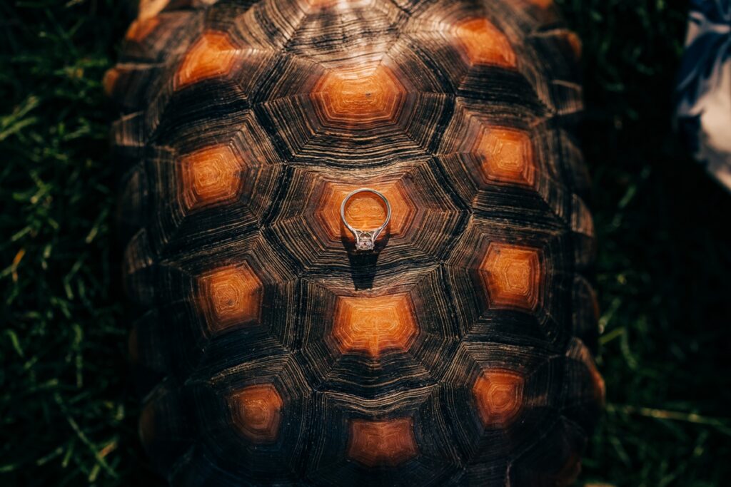 Overhead view of an engagement ring displayed on a tortoise shell with bold natural shell patterns.