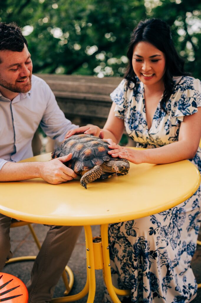 Close-up of a tortoise on a yellow café table with the couple's hands gently resting beside it during an engagement session.
