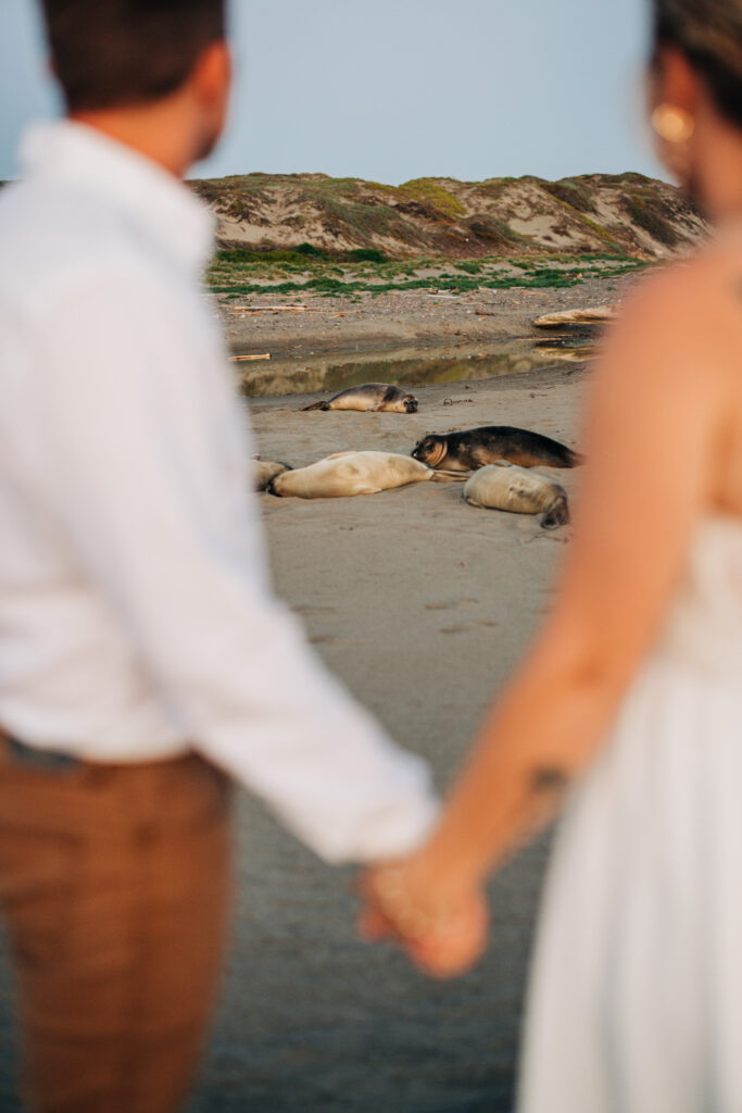 Bride and groom holding hands while watching elephant seals resting on San Simeon Beach.